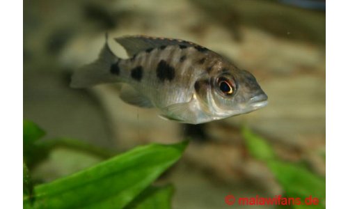 Otopharynx walteri